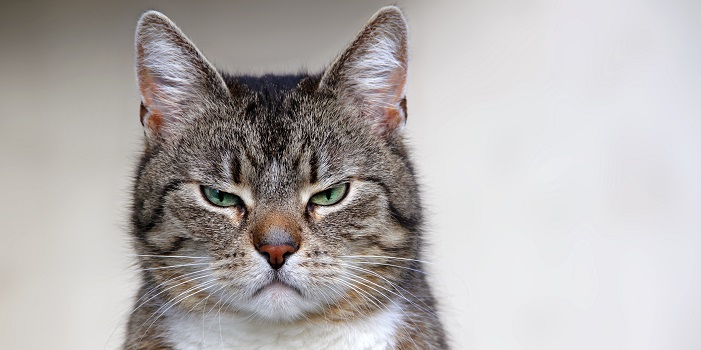 Schlechte Eigenschaften von Sternzeichen